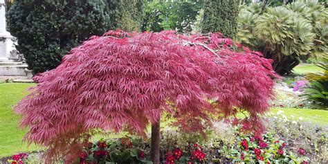 How To Successfully Plant And Grow Dwarf Japanese Maple Trees