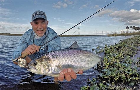 American Shad Fishing Q&A – St Johns Shad Fishing