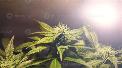 Green young blooming marijuana buds 2253336 Stock Photo at Vecteezy