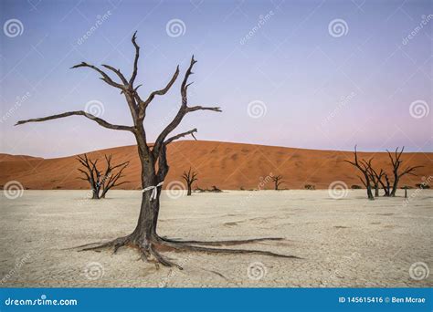 A camel thorn tree stock photo. Image of saharan, kunene - 145615416