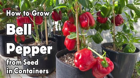 How to Easily Grow Bell Peppers from Seed in Containers: A Planting Guide