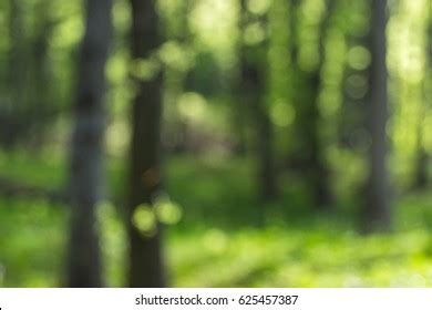 Blur Green Background This Green Bush Stock Photo 293855423 | Shutterstock