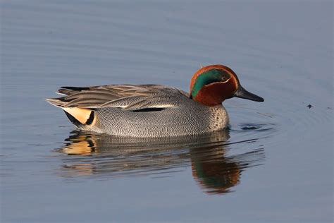 Green-winged Teal (Birds of Great Basin National Park) · iNaturalist.org