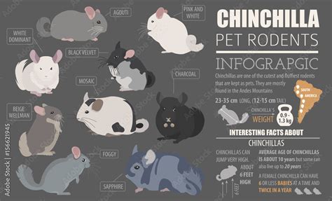 Chinchilla breeds icon set flat style isolated on white. Pet rodents ...