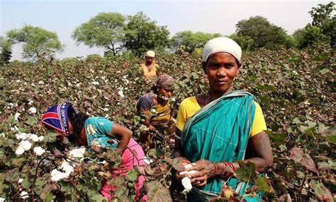 Better Cotton Advances Regenerative Farming in India | CommonShare News