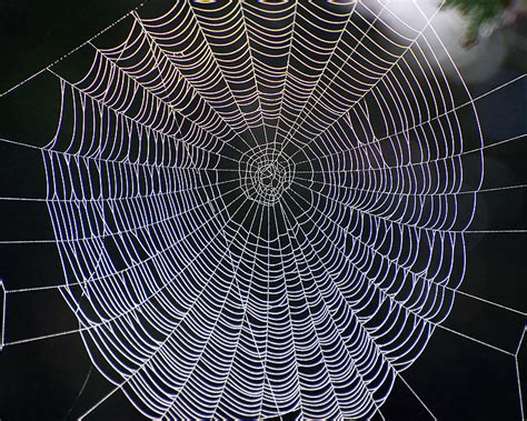 Spiral Orb Spider Webs | Curbstone Valley