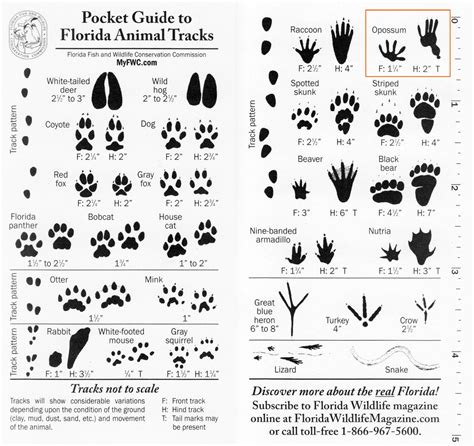 Printable Animal Tracks Identification