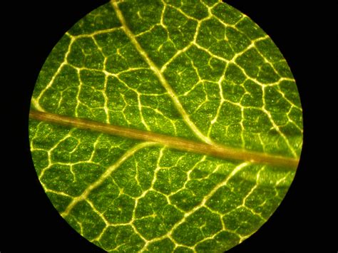 plant cell microscope images : Biological Science Picture Directory ...