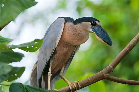 Fascinating Animals That Live In Mangrove Forests - WorldAtlas