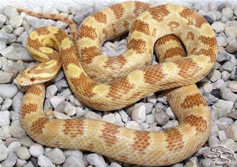 10 Beautiful Corn Snake Morphs - Reptile World Facts Butter Corn Snake ...