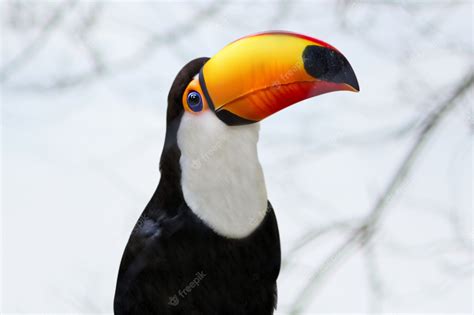 Premium Photo | Toucan close up