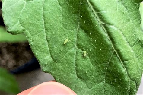 How to Effectively Get Rid of Aphids on Tomato Plants