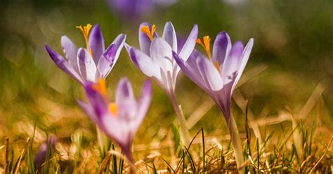 How To Grow And Care For Autumn Crocus - The Garden Magazine