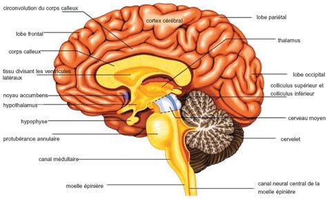 Encéphale | Brain diagram, Brain structure, Human brain parts