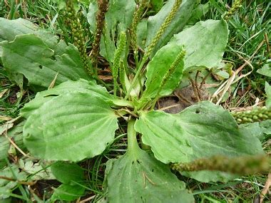 Broadleaf Plantain: Pictures, Flowers, Leaves & Identification ...