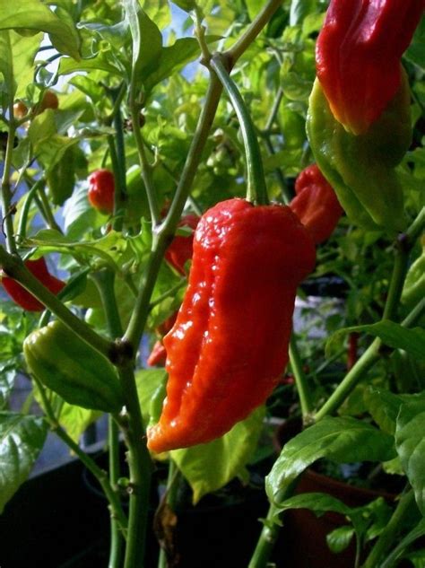 Naga Viper pepper, the hottest pepper in the world. Ranks in at 1.3mil ...