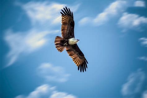 Flying Eagle Wallpapers Full HD 61404 - Baltana