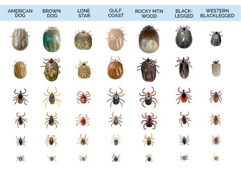 What Do Ticks Look Like? | Tick Identification Guide