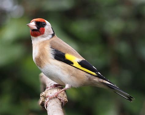 Goldfinch - Carduelis carduelis, species information page. Also known ...