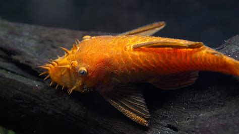 How to Breed Bristlenose Plecos. Super Red Bristlenose Plecostomus ...