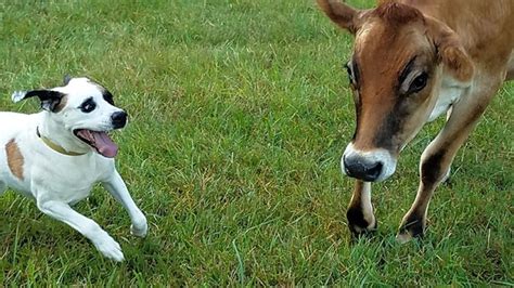 Rescued Dog And Cow Warm Hearts With Their Unlikely Friendship