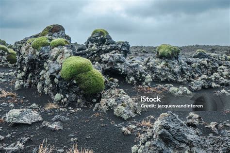 Lava Landscape In Iceland Partly Covered With Moss Stock Photo ...