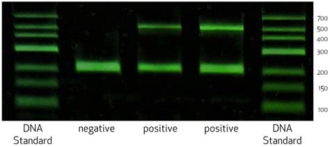 Mycoplasma PCR Test Kit – Cytecs – Expertise of 50 Years in Flow Cytometry