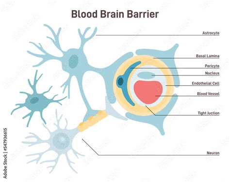 Blood-brain barrier anatomical structure. Semipermeable border that ...