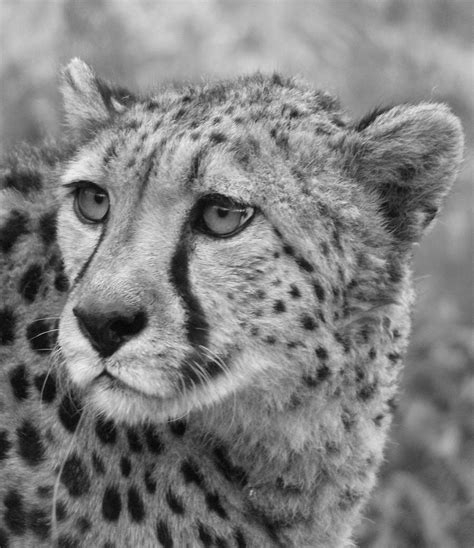 Hyper-Realistic Wildlife | Cheetah drawing, Drawings, Graphite art