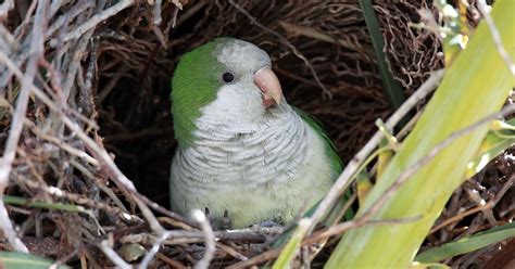 Monk Parakeet Nesting (Behavior, Eggs + Location) | Birdfact