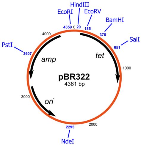 Reading Plasmid Maps - An Easy Guide for Beginners