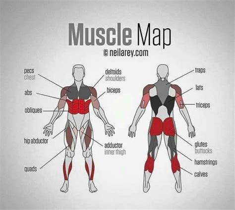 Muscle Exercises Zygomaticus Major Muscle Exercises