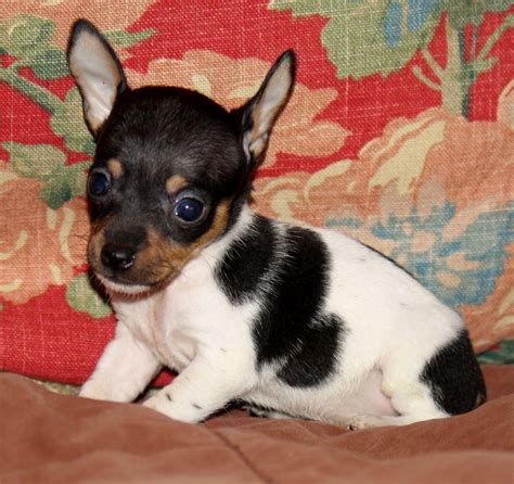 Providence Puppies: NEW Pictures~Toy Fox Terrier puppies