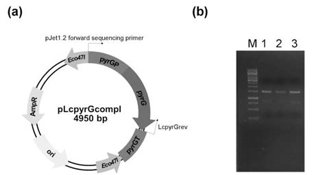 (a) Map of the plasmid used to complement the uracil auxotrophy of the ...