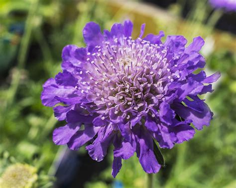 Pin Cushion Flower