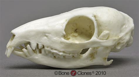 Bone Clones® Tree Shrew Skull Cast (Replica), BC-083