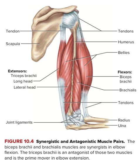 Forearm Extensor Muscles