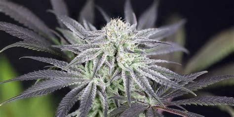 top 5 amsterdam strains - Strain Rating