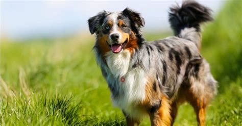 Do Australian Shepherds Shed? - A-Z Animals