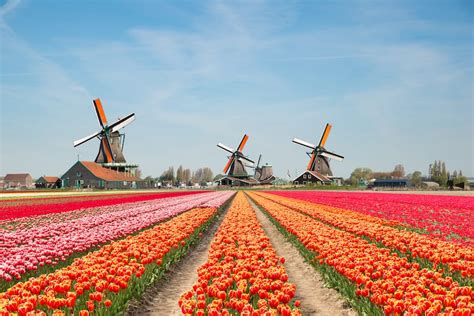 Netherlands Tulip Fields Guide: 4 Best Tulip Fields in Holland - SSW.