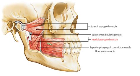 Medial Pterygoid Muscle – Earth's Lab