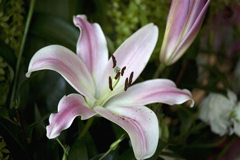 How to Grow and Care for 'Star Gazer' Lilies