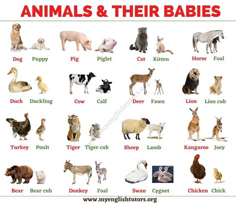 Baby Animals: List of Common Animals and Their Young Babies