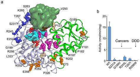 Scientists Determine Structure of Enzyme Linked with Key Cell-Signaling ...