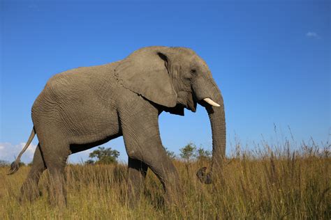 African Bush Elephants - Free Stock Photos | Life of Pix