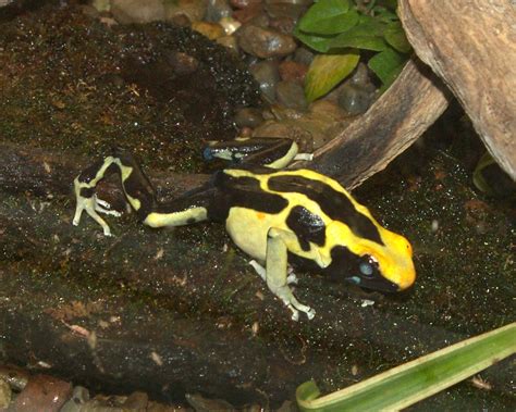 Dendrobates tinctorius