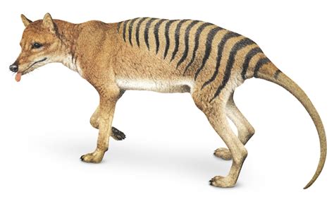 Scientists Are Resurrecting the Tasmanian Tiger from Extinction