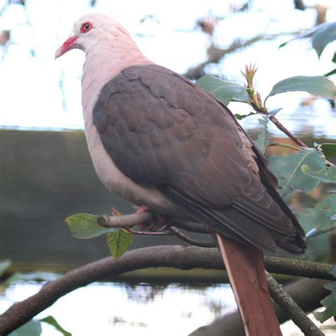 Mauritius Pink Pigeon