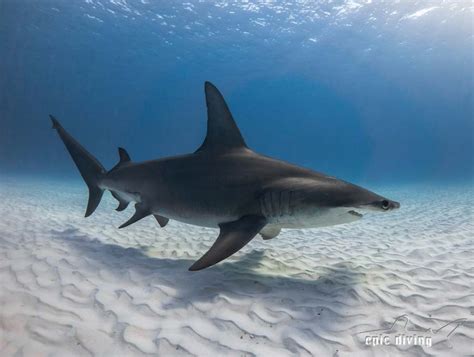 Great Hammerhead Shark - Epic Diving