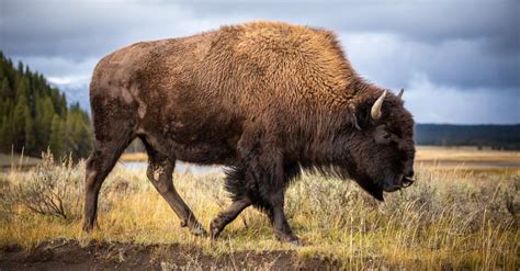 Wood Bison Animal Facts | Bison bison athabascae | AZ Animals